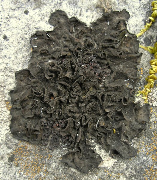 Collema fuscovirens