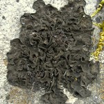 Collema fuscovirens