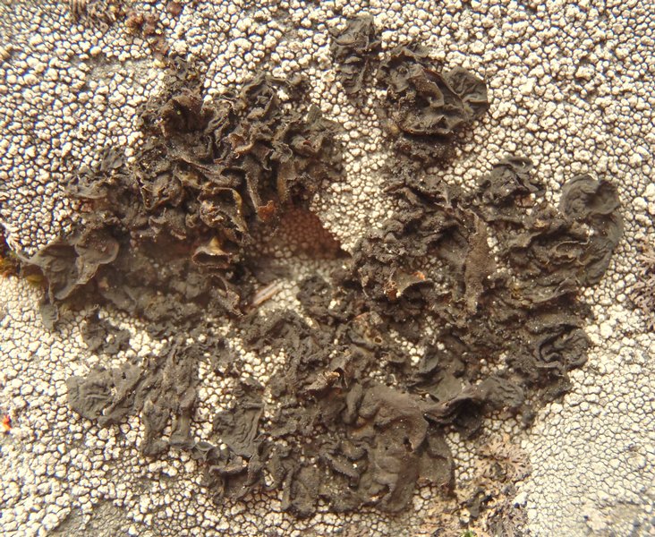 Collema fuscovirens