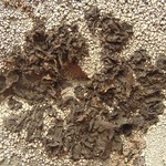 Collema fuscovirens