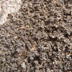 Collema glebulentum
