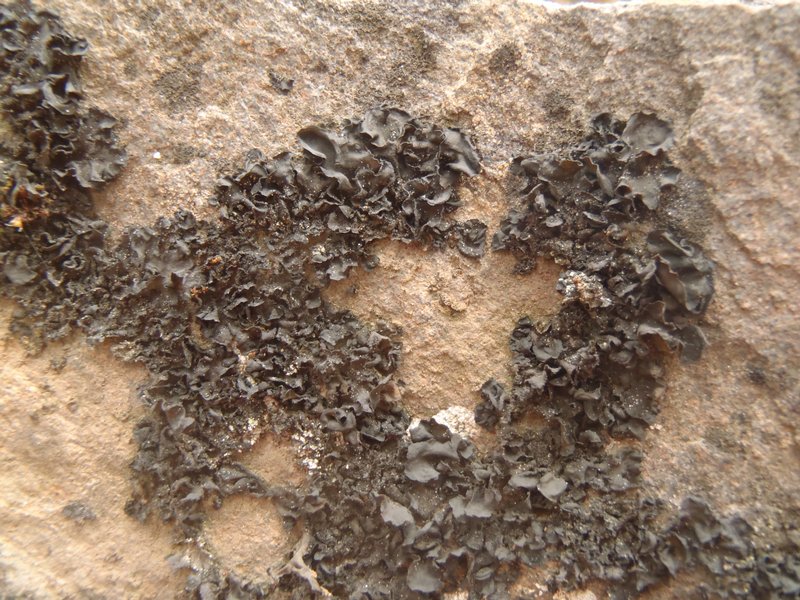 Collema glebulentum