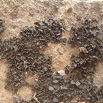 Collema glebulentum