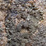 Collema glebulentum
