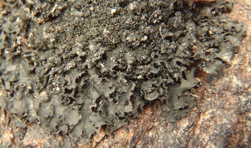 Collema glebulentum