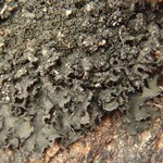 Collema glebulentum