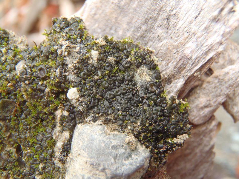 Collema limosum