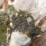 Collema limosum