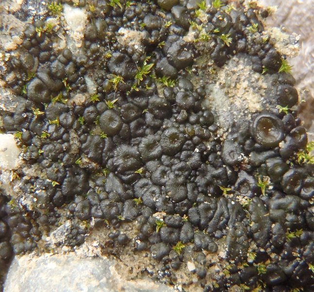 Collema limosum