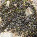 Collema limosum