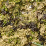 Collema limosum