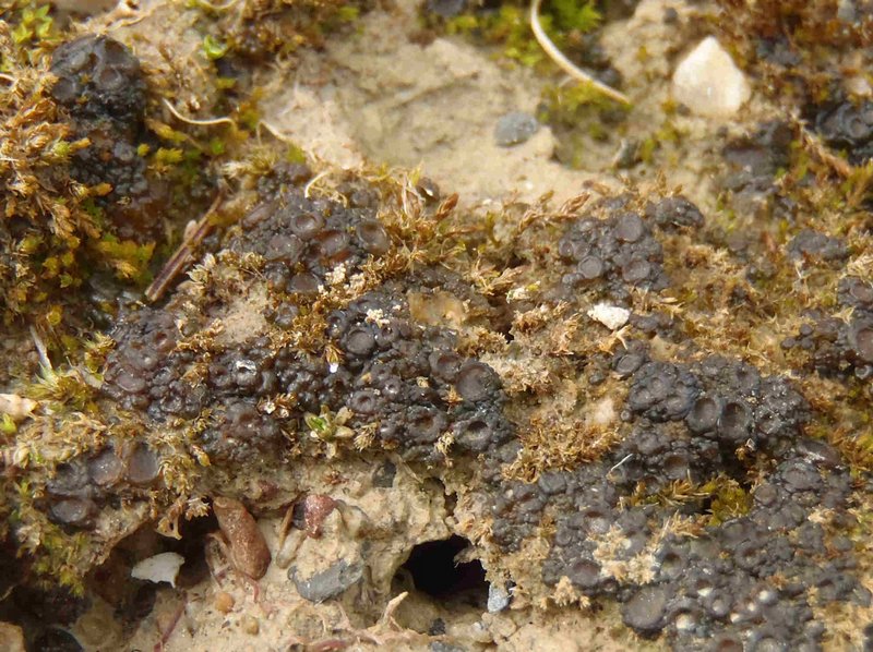 Collema limosum