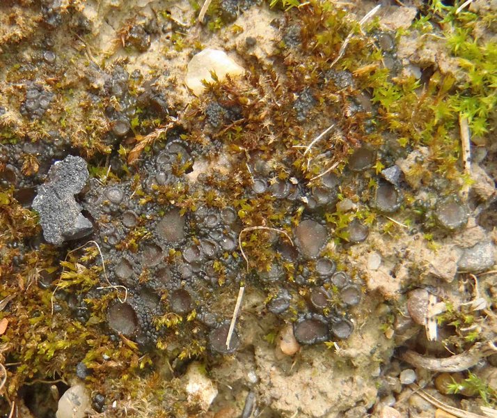 Collema limosum