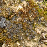 Collema limosum