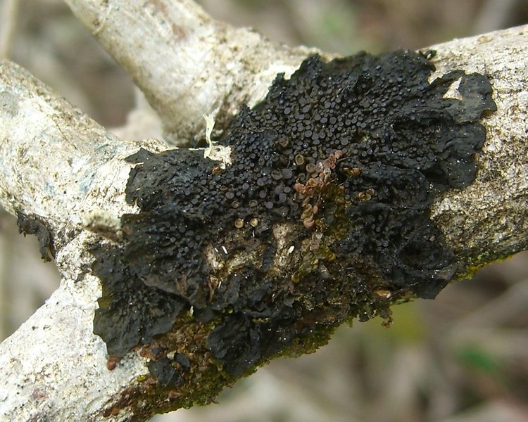 Collema nigrescens