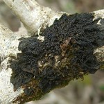 Collema nigrescens