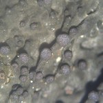 Collema nigrescens