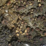 Collema nigrescens