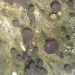 Collema nigrescens