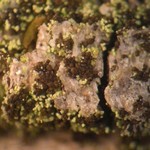 Collema occultatum