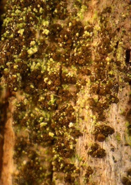 Collema occultatum