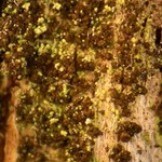 Collema occultatum