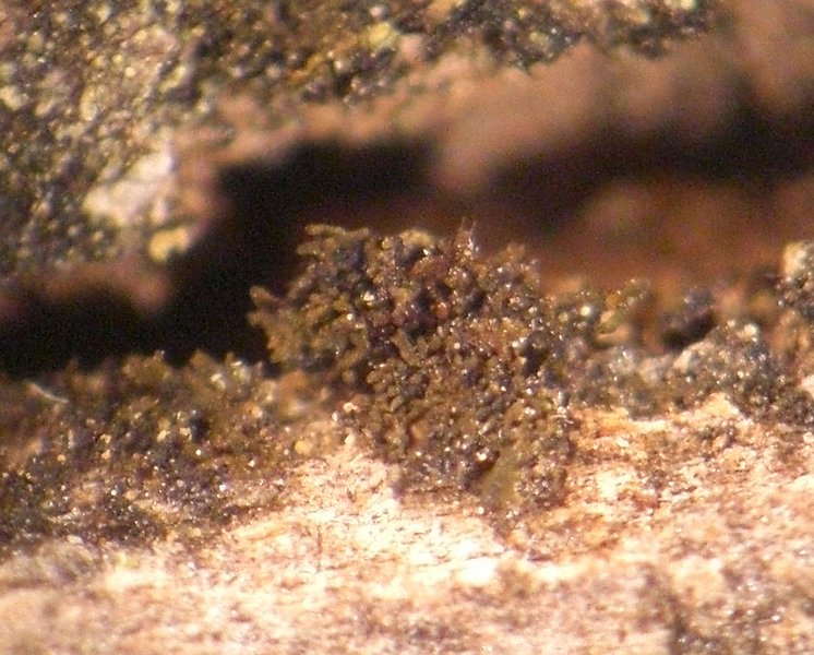 Collema occultatum