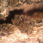 Collema occultatum