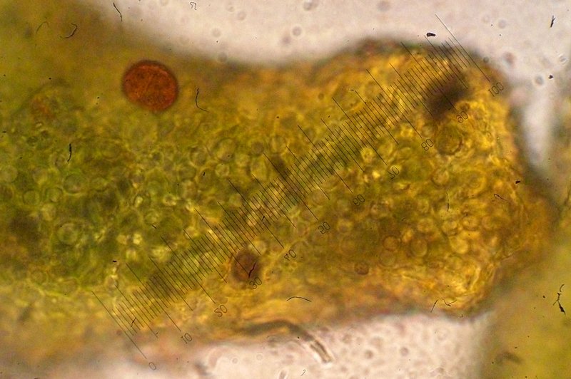 Collema occultatum