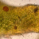 Collema occultatum