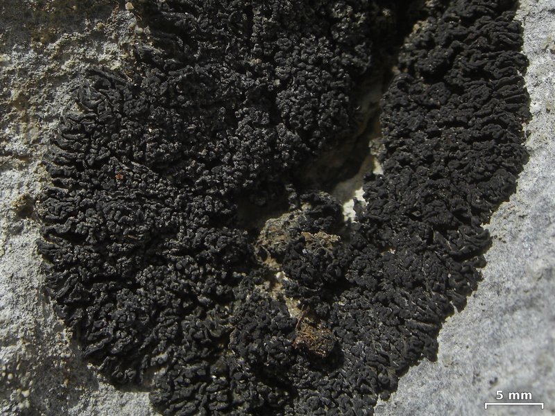 Collema polycarpon