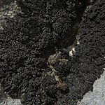 Collema polycarpon