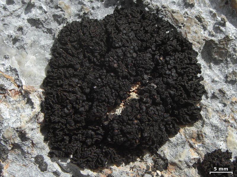 Collema polycarpon
