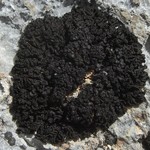 Collema polycarpon