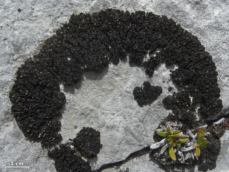 Collema polycarpon