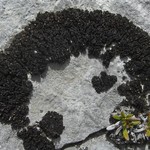 Collema polycarpon