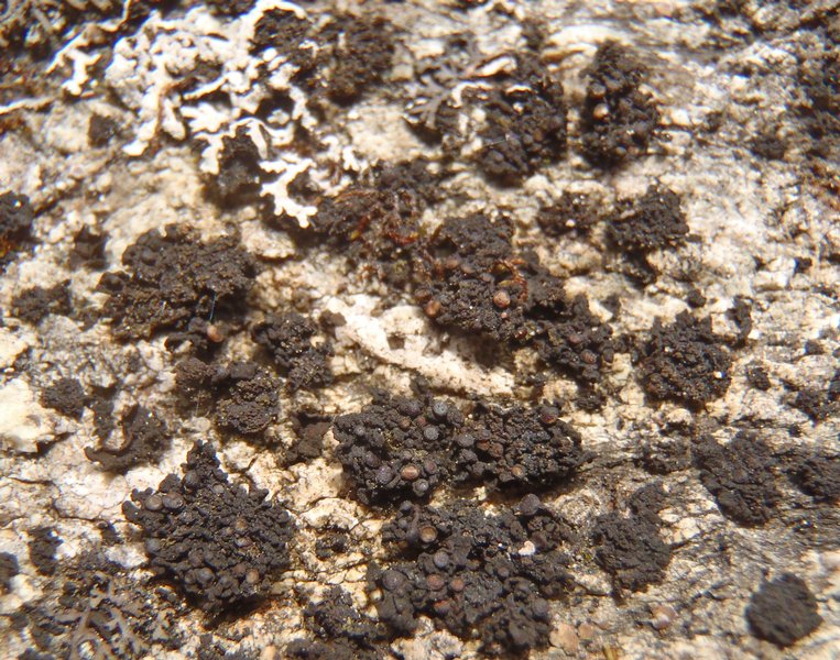 Collema polycarpon