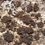 Collema polycarpon