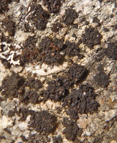 Collema polycarpon