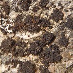 Collema polycarpon