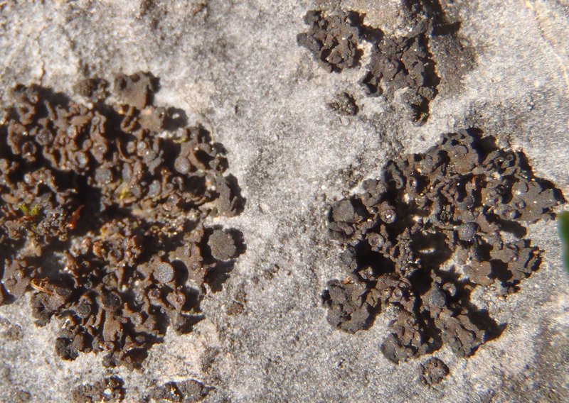 Collema polycarpon