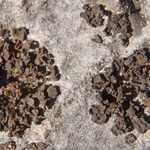 Collema polycarpon