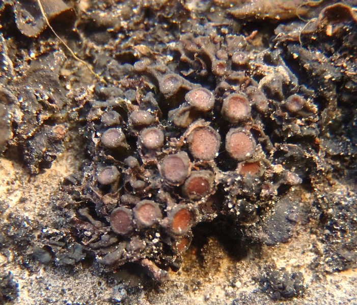Collema polycarpon