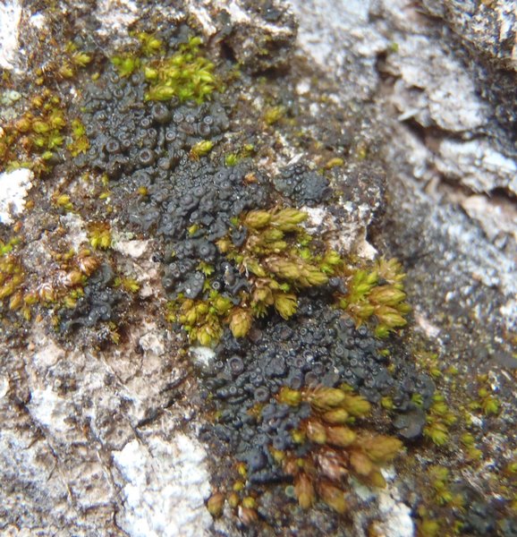 Collema quadrifidum