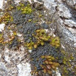 Collema quadrifidum