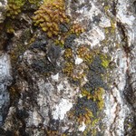 Collema quadrifidum