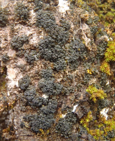 Collema quadrifidum