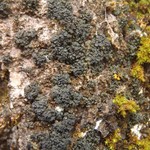 Collema quadrifidum