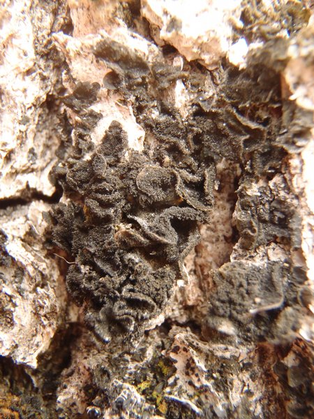 Collema subflaccidum