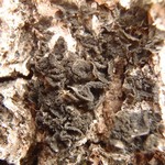 Collema subflaccidum